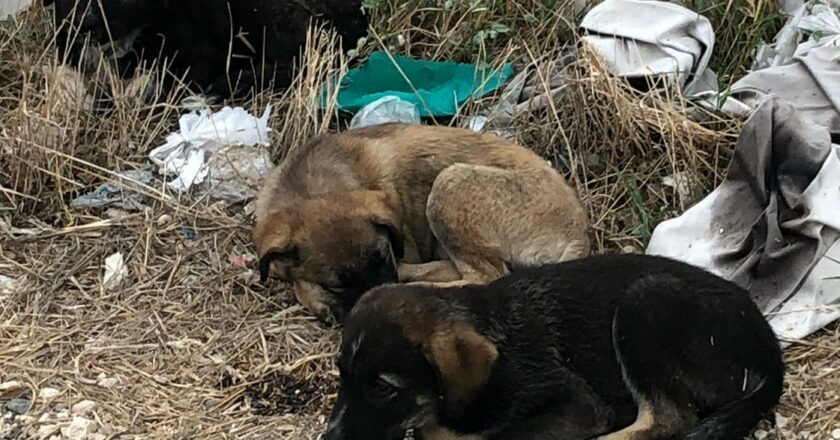 Taranto: La Polizia Locale mette al sicuro tre cuccioli abbandonati