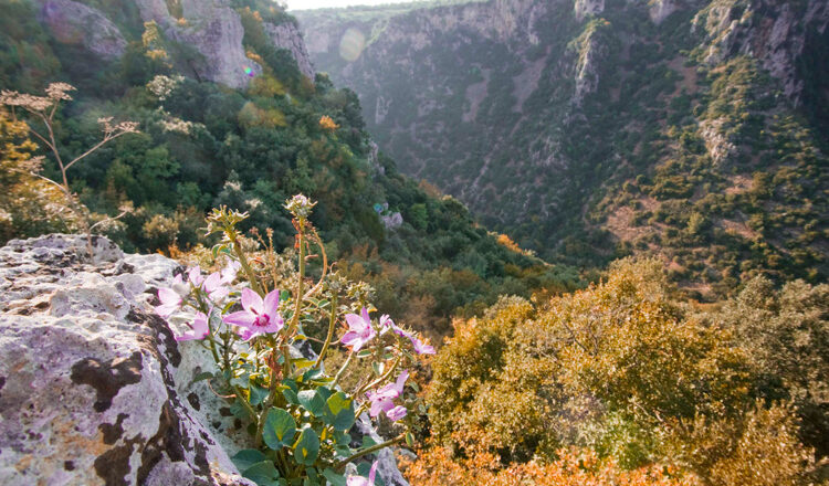 Parco naturale “Terra delle Gravine”, ora si attendono le decisioni dei comuni